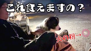 【キャンプ】ボーダーコリーと焚き火をするとこうなる