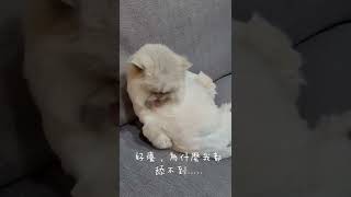 好癢都舔不到毛~~#cat #貓咪 #cute