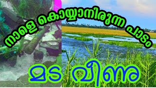 നാളെ കൊയ്യാനിരുന്ന പാടം മട വീണു | Kuttanadu Mada Veezcha