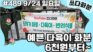 489차  #쏘다화분 9월 24일 |  #화분  #다육화분 #예쁜화분 수제화분 다육이화분 세일 할인 선물 베란다