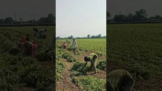 મગફળી ની ખેતી🧑‍🌾Mungfali Ki Kheti 🥜Farmer🔥 #agriculture #satisfying #shot