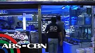 TV Patrol: Ilegal na bentahan ng corals, pating, giant clams, sinalakay