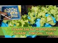 How To Grow Lettuce Hydroponics From Home