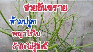 พญาไร้ใบ#ต้นไม้อันตรายอย่าปลูกถ้ายังไม่รู้สิ่งนี้