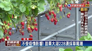 不受疫情影響! 苗栗大湖228湧採草莓潮－民視新聞