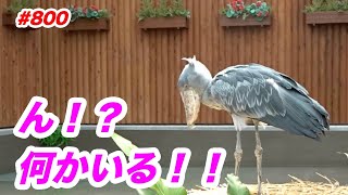 ん？何かいる！💖found something★掛川花鳥園★#ハシビロコウふたば★No.800★shoebill Futaba