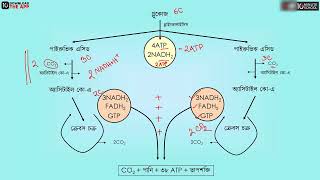 অধ্যায় ৪: জীবনীশক্তি ​- শ্বসন (Respiration) [SSC]