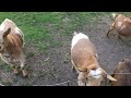 More Goats and Chickens