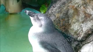 20200902 上野動物園　ケープペンギン　羽づくろいする子ペンギン。雨に打たれる子ペンギン