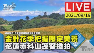 金針花季把握限定美景 花蓮赤科山遊客搶拍Live