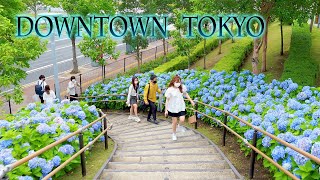 Hydrangea Flowers are blooming proudly in downtown TOKYO. #4K #白山神社 #シンボルプロムナード公園