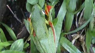 malabar gliding frog