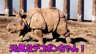 元気なデコポンちゃん！～生後８９日目～　Indian rhinoceros(インドサイ)　多摩動物公園