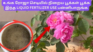 உங்க ரோஜா செடியில் நிறைய பூக்கள் பூக்க இந்த LIQUID FERTILIZER USE பன்னிபாருங்க