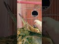 budgies or lovebirds ko loosan dena chaiye lovebirdsbreeding birdslover raheelandpets