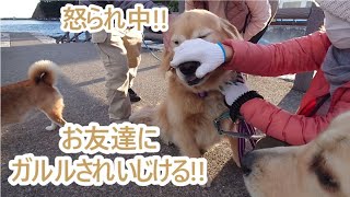 ティトにガルル！してママさんに怒られる。ゴールデンレトリバーティト