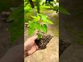 Planting papaya tree 🪴 #tree #plant #plantation #nature #agriculture #shortvideo #shorts #short