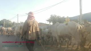 Cambodian's native cattle feeding #ការចិញ្ចឹមគោជាលក្ខណៈគ្រួសារ