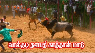 லால்குடி தளபதி காத்தான் மாடு | 2022 கிள்ளனூர் ஜல்லிக்கட்டு | Killanur Jallikattu | Thangam Tv