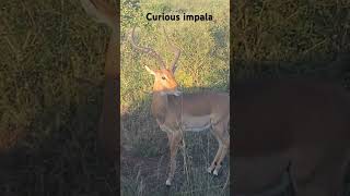 Curious impala