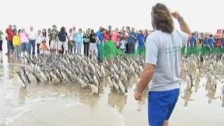 Historic Release of Penguins in South America