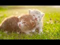 (4K) Magic Moment Of Baby Animals That Heals Stress, Anxiety, Stop Relief & Healing Soul