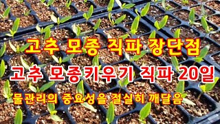 고추 모종 키우기 직파 20일 장단점 분석 [고추재배기술]