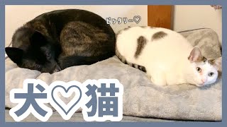 【甲斐犬】ピッタリくっついて一緒に眠る甲斐犬と猫が仲良しすぎて癒されました…！