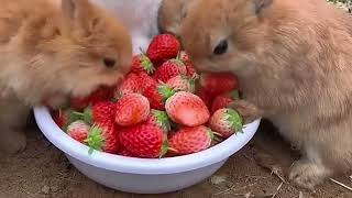 A group of rabbits eat strawberries and are cute. Rabbits. Little cute pets in the countryside.