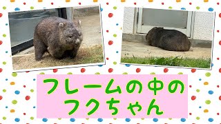 【wombat】フレームの中のフクちゃん☆(In the frame)