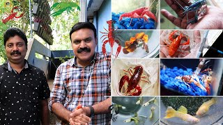 അപൂർവമായ Crayfish കളും guppy കളുമൊക്കെയായി ത്യശ്ശൂർ ലെ Aqua Point Guppy farm |guppy farm in thrissur