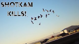 Shotkam Goose hunting footage this year!