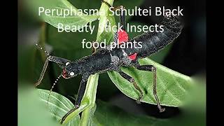 Peruphasma Schultei Black Beauty Stick Insects food plants