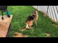 Shepherd loses his mind over garden hose