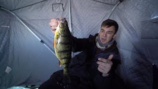 JUMBO Perch & BIG Lakers In Canada