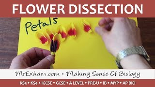 Anatomy of a Flower Dissection - GCSE Biology/A Level/IB