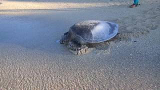 ウミガメとの遭遇