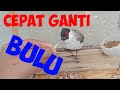 Merawat Burung Kutilang Sedang Marbung || Ganti Bulu Agar Cepat Pulih || Kembali Gacor Siap Tempur