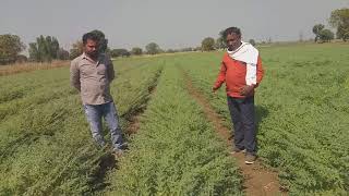 हरभरा ५ फुट अंतर मीळाले,एकरी २० क्वींट्ल होणारे वान,सीलेक्शन,1 ++मो,9130583511