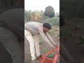 வாழை வரப்பு கட்டுதல் pattatharivivasayi farming