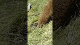 Funny Sheep Rescued From Hole!