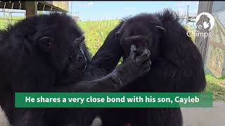 Tonka, Home at Last - Save the Chimps