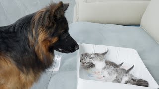 German Shepherd Shows Amazing Gentleness When First Meeting Newborn Kittens