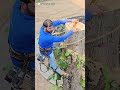 വീടുപണിക്ക് പറ്റിയ നല്ല നാടൻ തേക്ക് teak tree cutting beside of a big building 😮