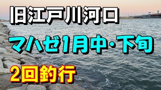 真冬のマハゼ釣り　旧江戸川河口　2回釣行　落ちハゼ