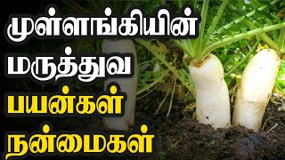 முள்ளங்கியின் மருத்துவ பயன்கள்|நலமான வாழ்வு|Nalamana Vazhvu