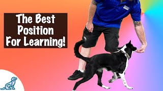 How To Teach Your Dog To Sit Beside You - Professional Dog Training Tips!