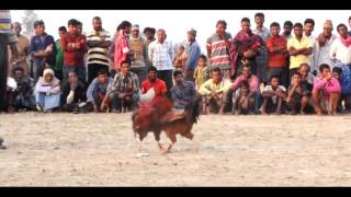 Violent Cock Fight in Sunderbans, West Bengal