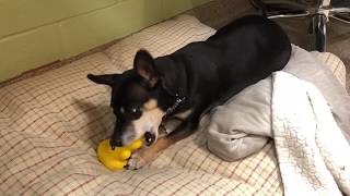 ADOPTED! dog Abe having fun playing with a toy