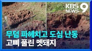 도심 습격하고 무덤 파헤치고…야생 멧돼지 출몰 잇따라 [9시 뉴스] / KBS  2024.10.30.